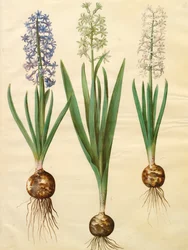 Hyacinthoides orientalis simp et pl